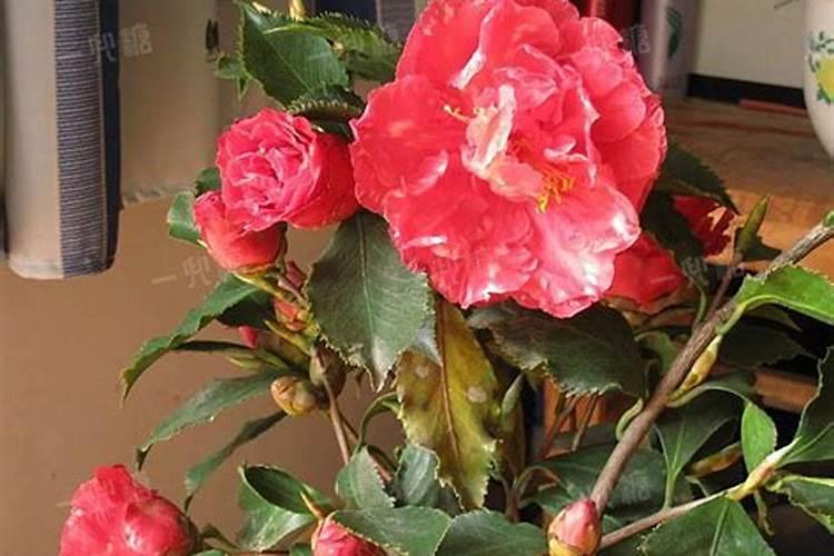 茶花开花时能施肥吗 茶花什么时候施肥