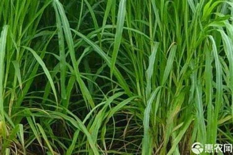 1立方马铃薯的重量是多少