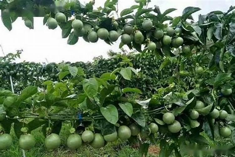 百香果能用磷酸二氢钾喷吗