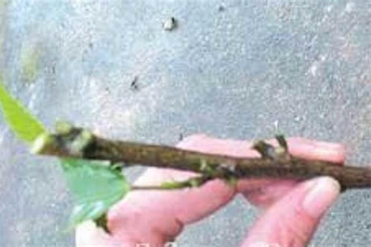 磷肥一亩地施多少