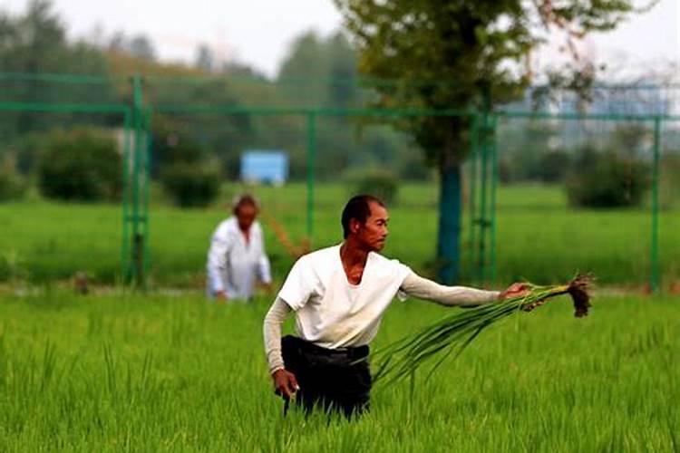 稻田打过甲咪唑烟酸多久可以打敌稗