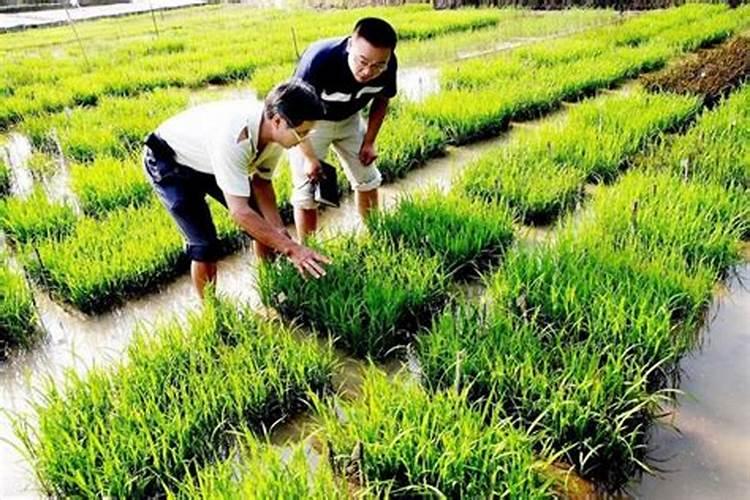水稻施肥方法和用量水稻施肥方法是什么用量多少