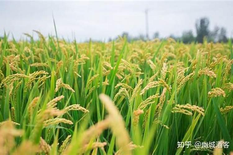 什么是水稻旱育秧