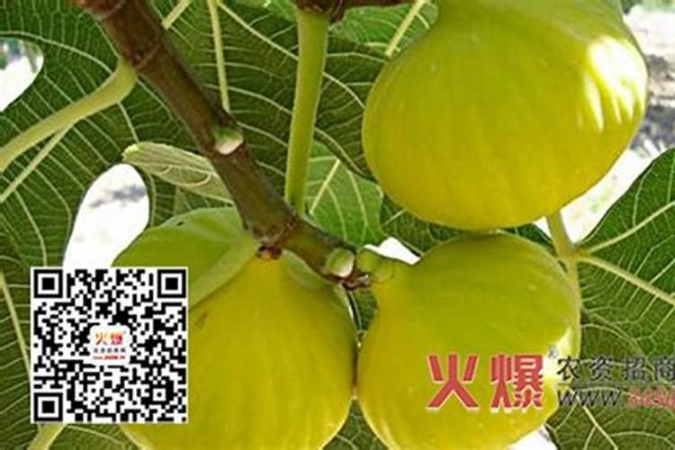 盆栽无花果施什么肥最好