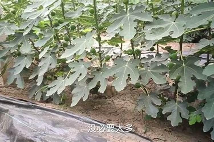 无花果施什么肥料最好