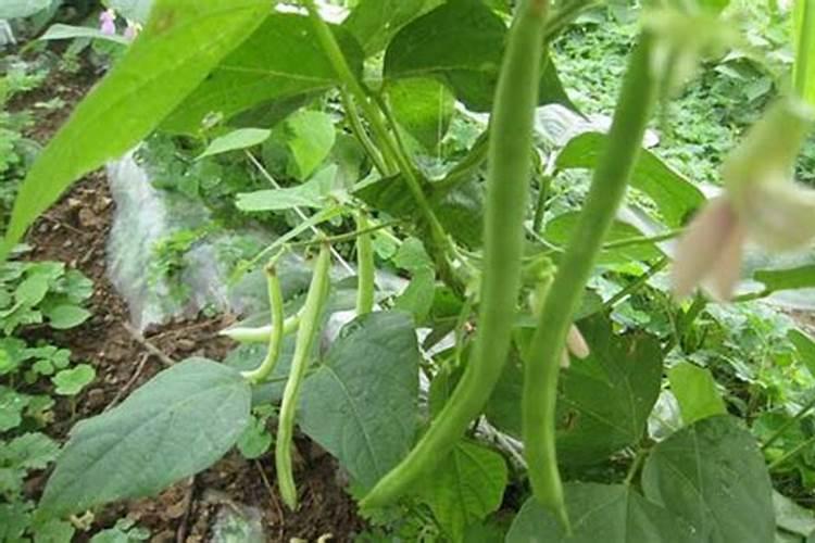 如何给盆栽茶花施肥(茶花怎么浇肥)