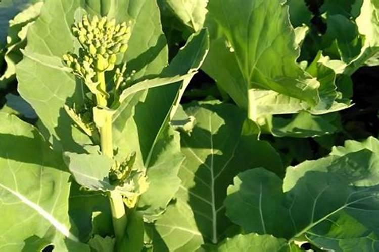 硝酸铵钙肥效期多少天