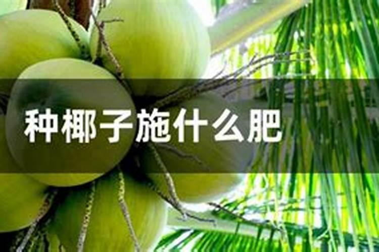 椰子树用什么肥料最好