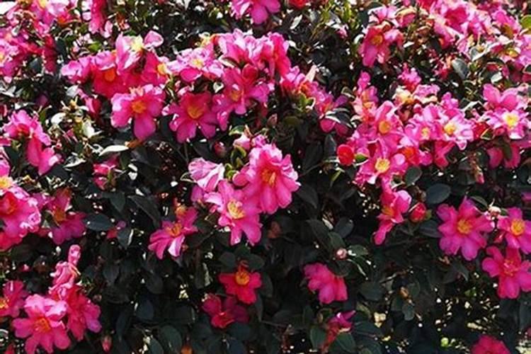 茶梅花施什么肥最好