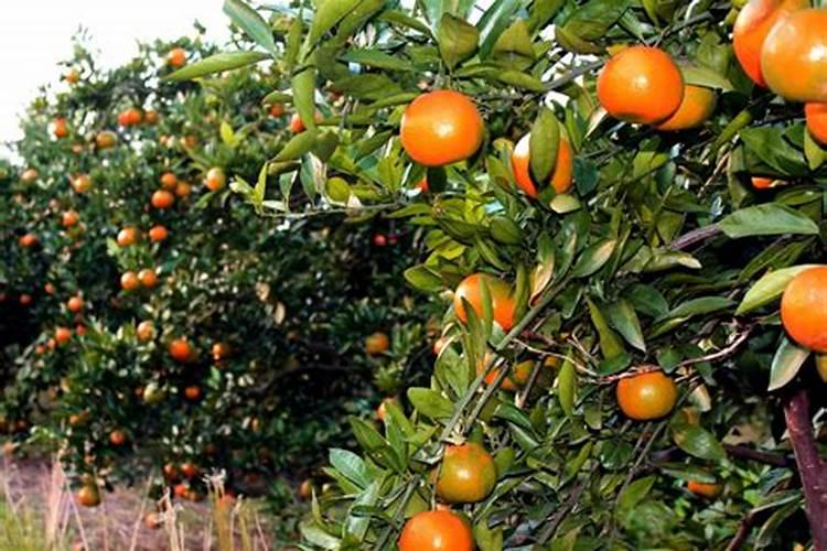 木槿花如何施肥那种肥料最好