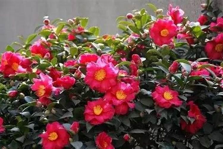 茶梅花施什么肥最好