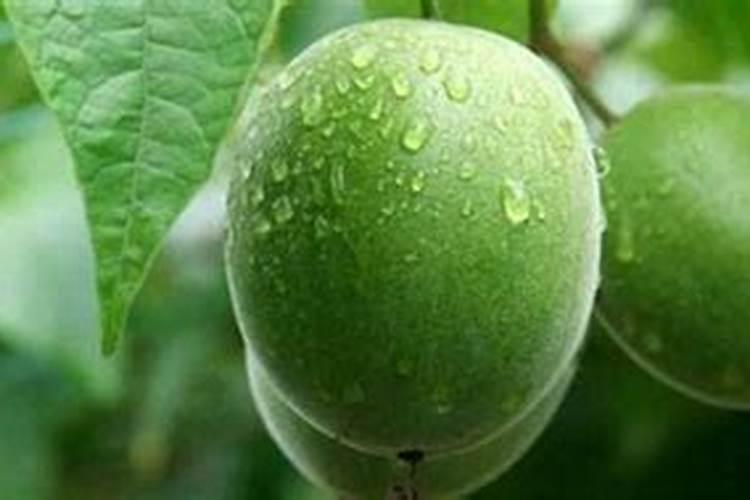 茶油树几年结果实