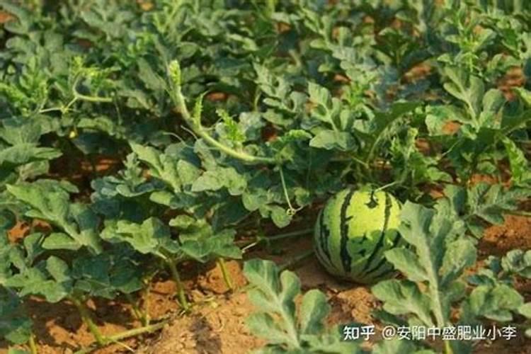 西瓜怎么用肥料
