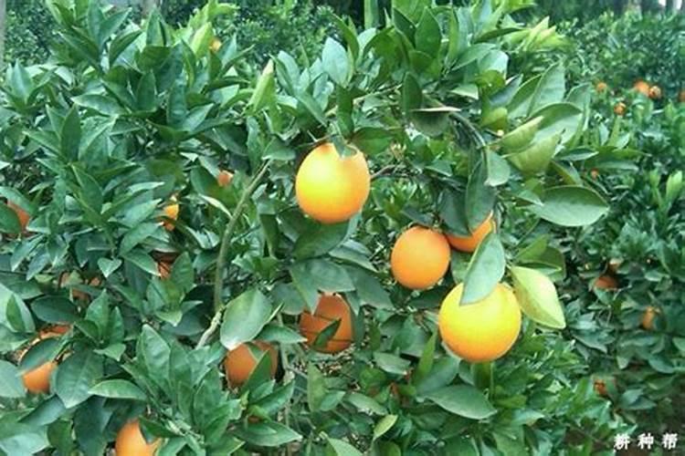 脐橙底肥施肥方法