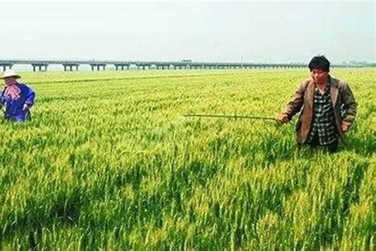 钙肥对作物的主要作用