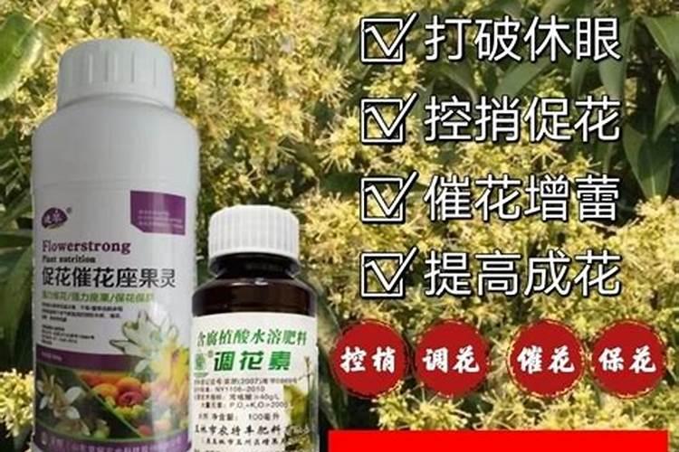龙眼控梢促花可增产