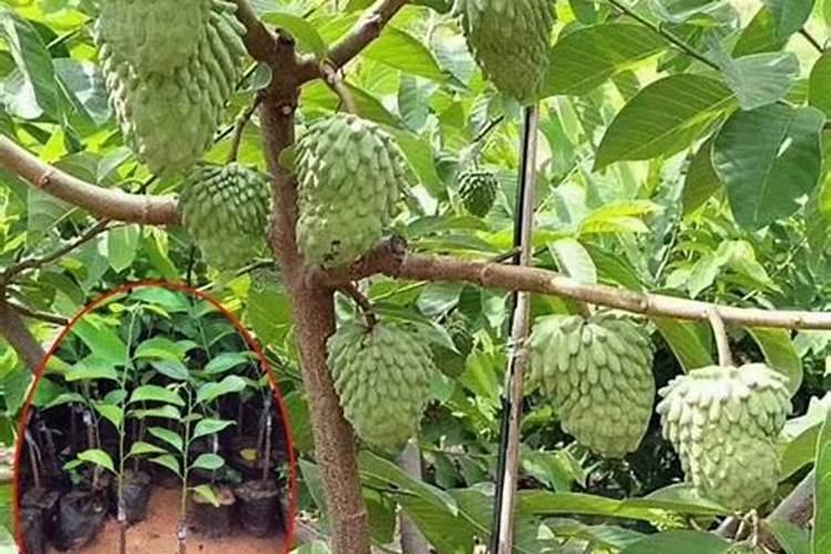 广西释迦果树种植方法