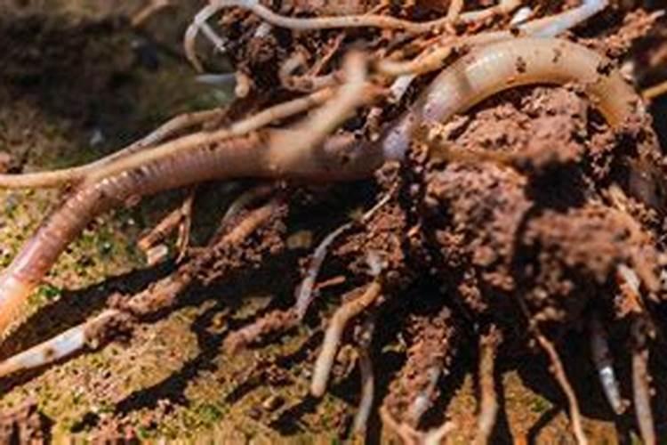 蚯蚓土可以直接种花吗