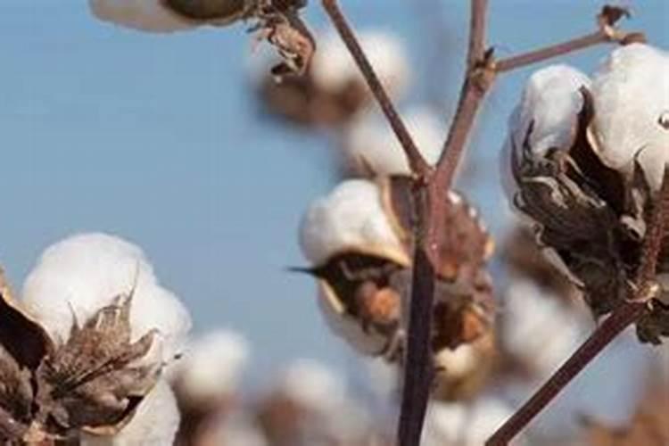 南瓜叶大量变黄怎么办