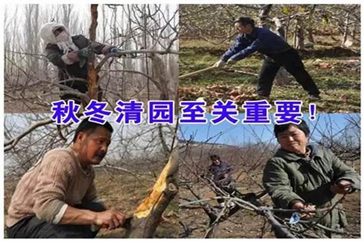苹果树清园的最佳时间点