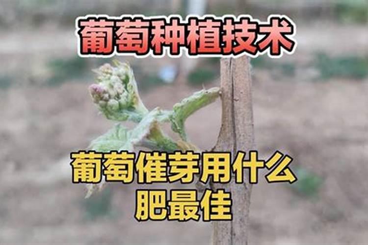 葡萄树叶面肥有哪些？不同时期叶面肥的运用？