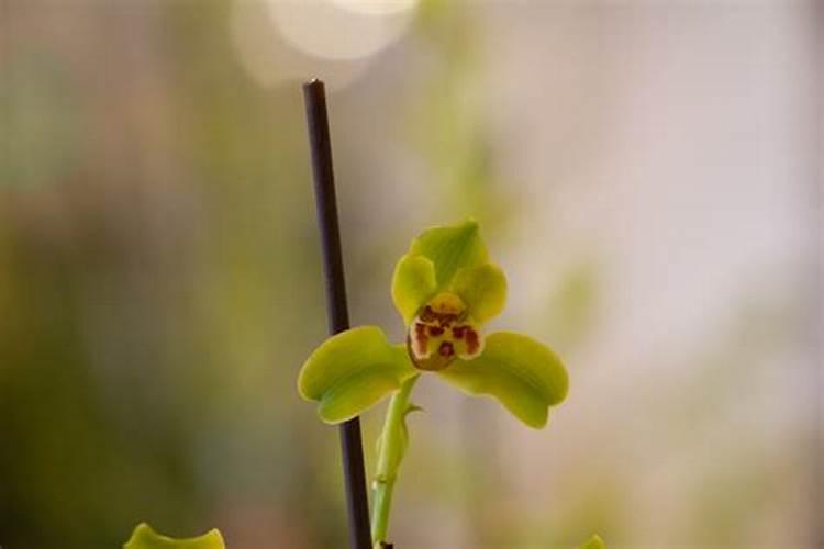 磷酸二氢钾正确施肥方法