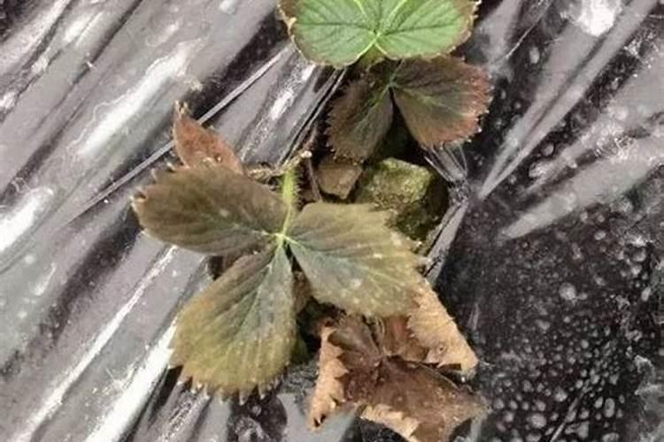 盆栽草莓苗,一般几天浇几次水？谢谢!