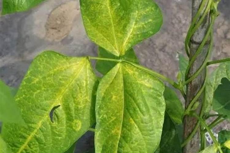 豇豆高产施肥,适合用什么肥料？需要注意什么？