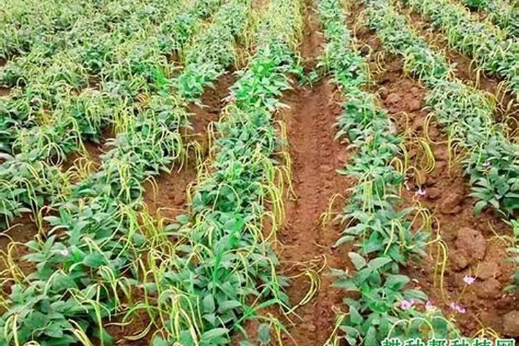 豇豆是一种普遍使用的蔬菜,怎样施肥可以实现高产？