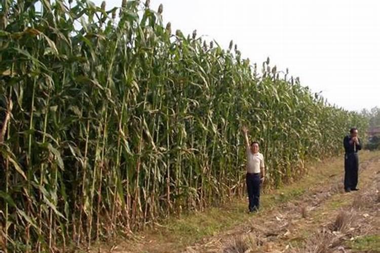 乌龟最忌讳什么颜色的缸