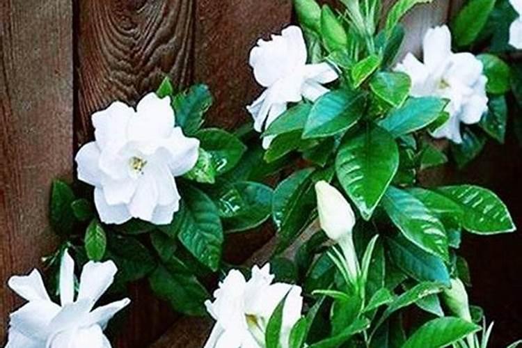 复合肥要怎么使用？