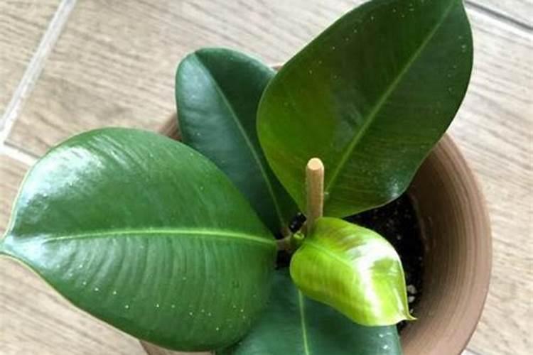 番茄喷施磷酸二氢钾可以加糖醇钙镁吗