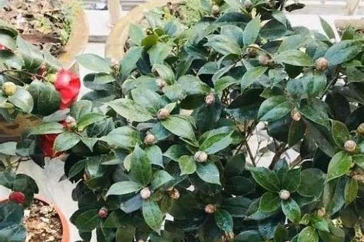 山茶花怎么施肥山茶花如何施肥