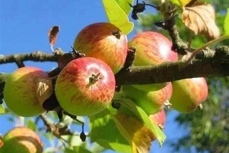 果树施硼肥怎么操作？果树施硼肥有什么用？