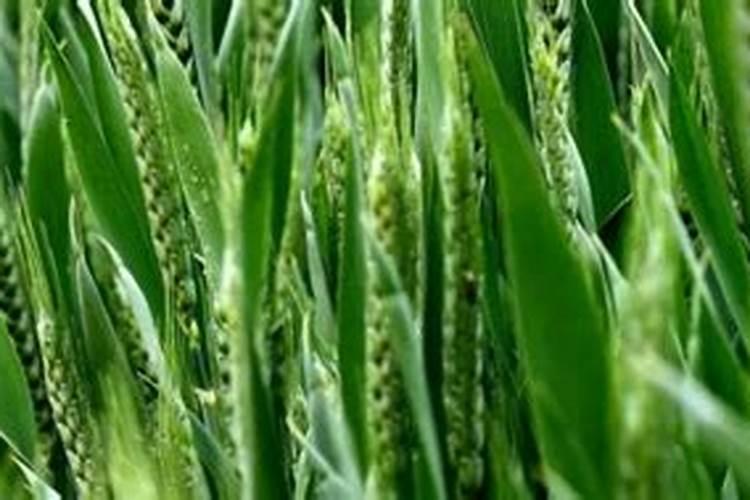 美国世多乐哈维果水溶肥4千克一袋的多少钱？