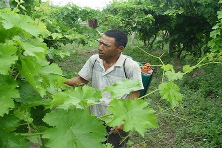 葡萄为什么要施硅肥？施硅肥都有哪些好处？