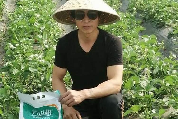 冲施水溶肥几天见效,水溶肥有什么作用