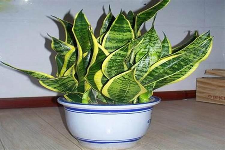 打雷对植物有什么好处