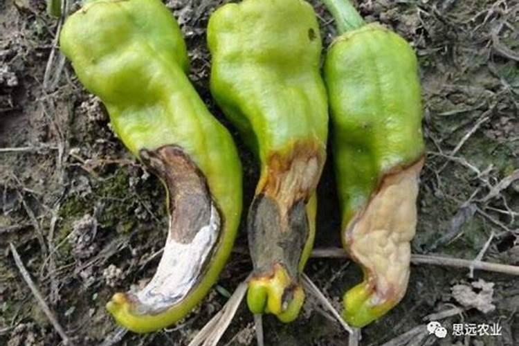 地龙加工需要什么设备