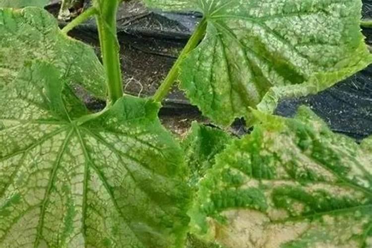 盆栽草莓用什么肥料最好