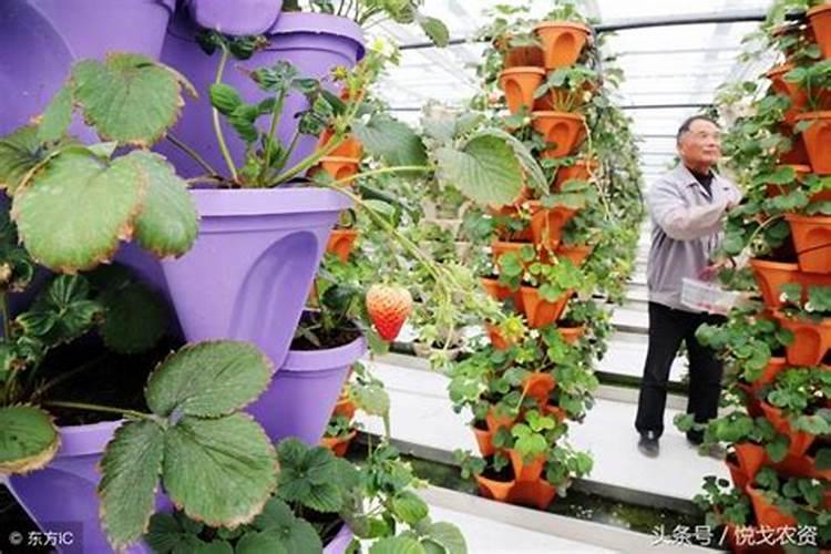 石榴树施什么肥最好