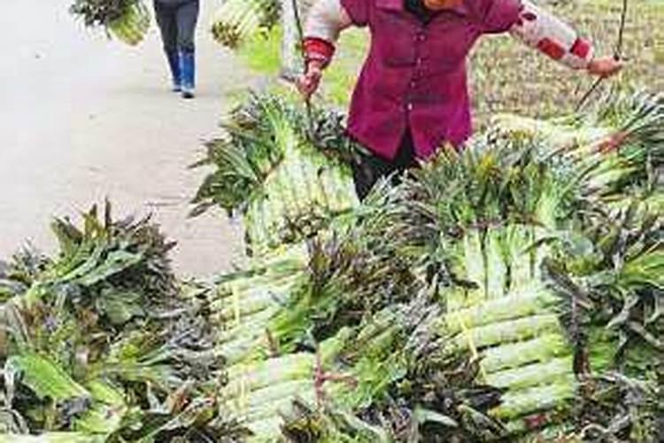 莴笋在我国的栽培面积是非常大的,莴笋怎么施肥成效好？