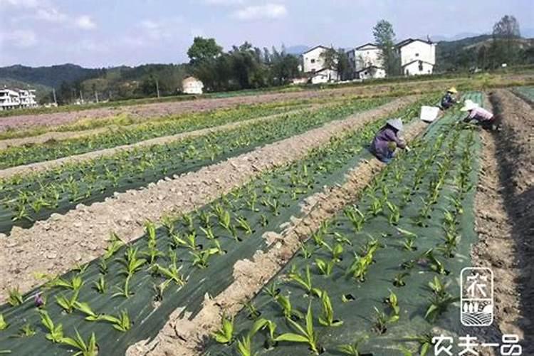 黄瓜施肥时间及方法总结