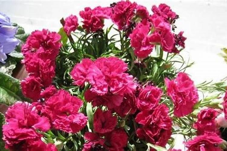 怎么让小木槿多开花,开花期怎么养