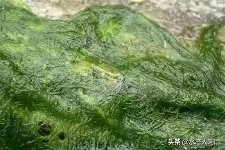大棚地里长青苔怎么回事？