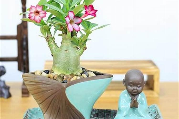 沙漠玫瑰如何掌握好这些施肥技巧