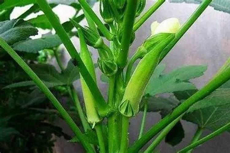 广东香水柠檬打药在什么时候最佳呢,那时候打药最乖的？