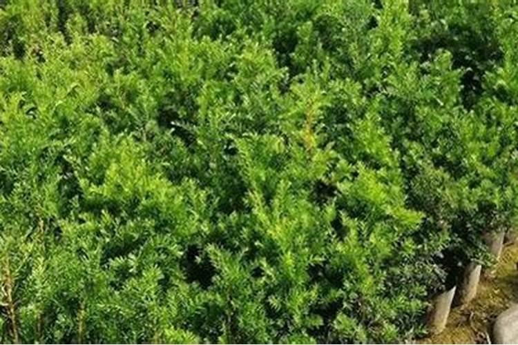 杉树施什么肥最好