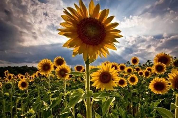 沈阳送水 娃哈哈或者冰露桶装水和平区电话多少号？