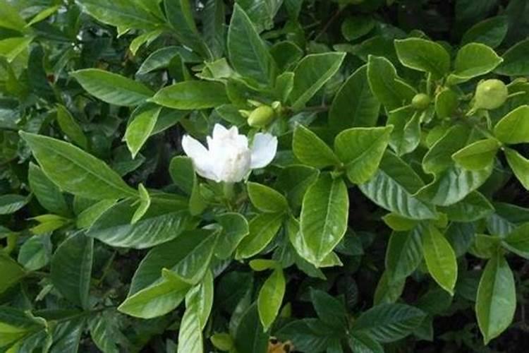 把白酒浇到花里怎么办